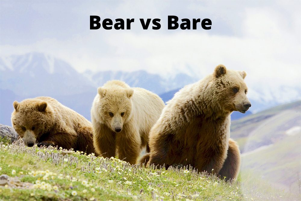 Q A Bear Vs Bare Australian Writers Centre Blog