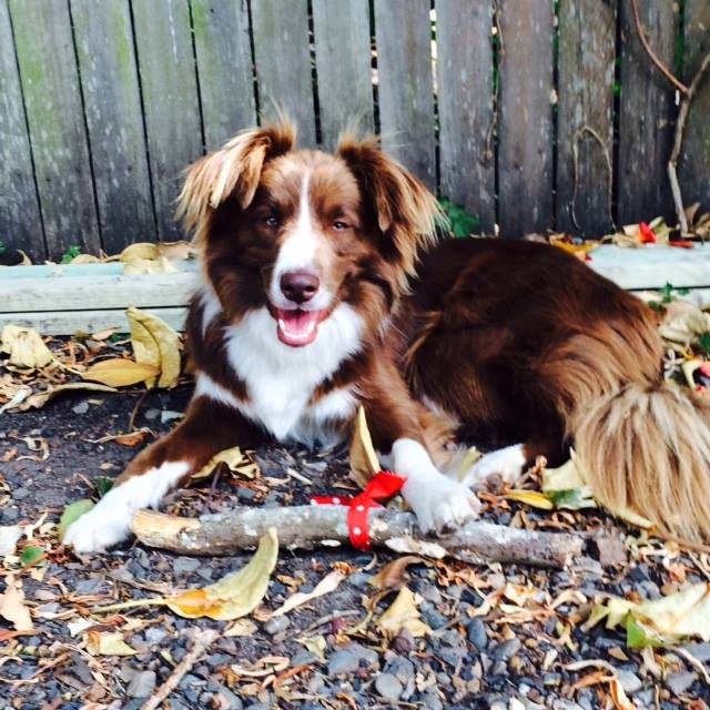 Procrasti-pup with his Kris Kringle gift