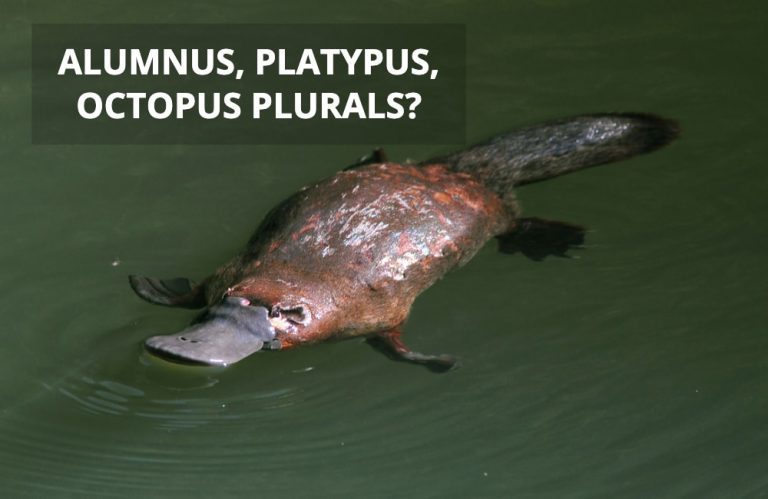 q-a-alumnus-platypus-octopus-plurals-australian-writers-centre-blog